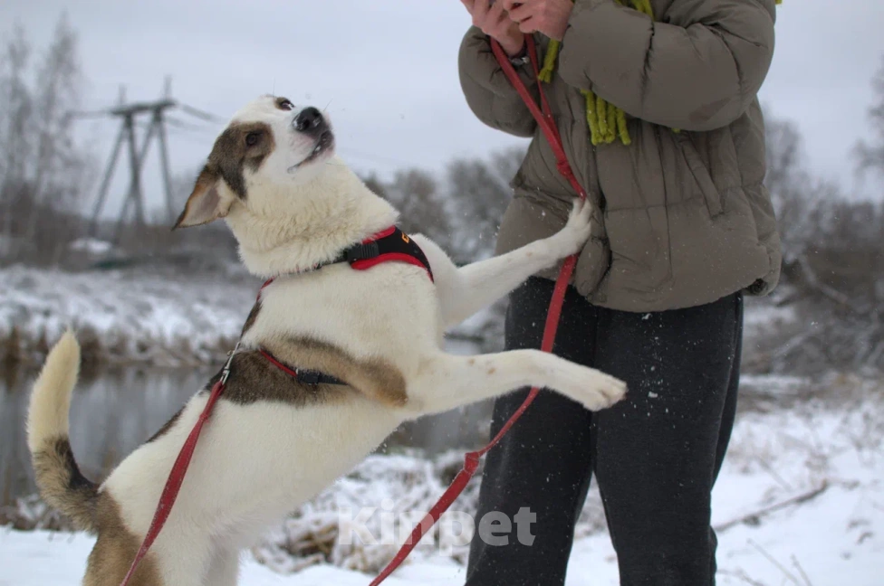 Собаки в Москве: 🐶 Чудесная девочка по имени Юна ищет любовь, заботу и семью🙏   Девочка, Бесплатно - фото 3