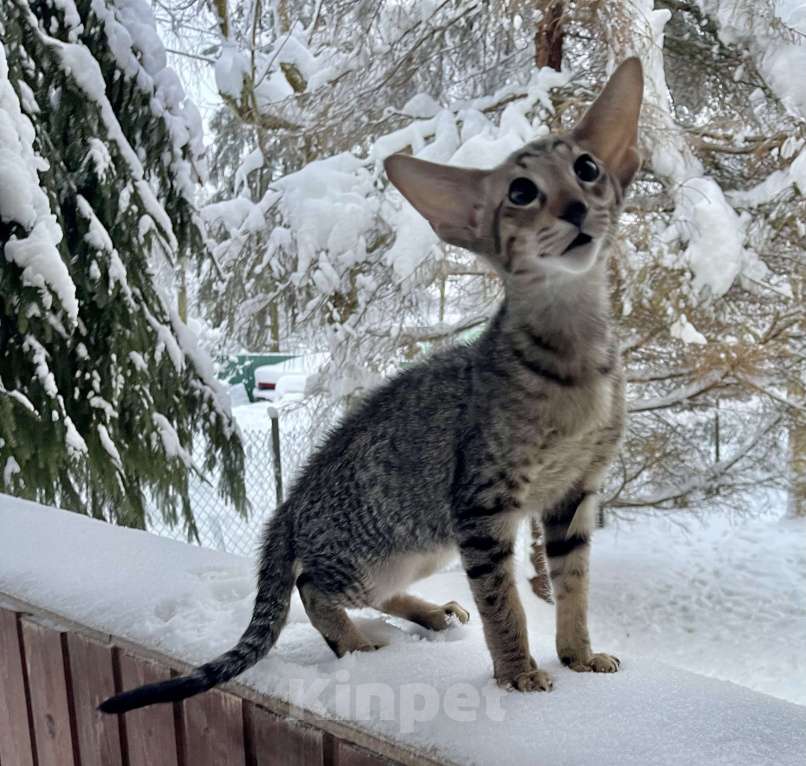 Кошки в Санкт-Петербурге: Ориентальный Котенок пятнисто-полосатый , как рысь Мальчик, 50 000 руб. - фото 2