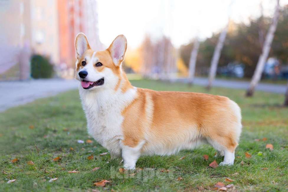 Собаки в Омске: Готов к вязке г. Омск Мальчик, Бесплатно - фото 3