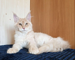 Кошки в Владимире: Sava ( Сава) - кот , мейн-кун , красный серебрянныйный Мальчик, 60 000 руб. - фото 5