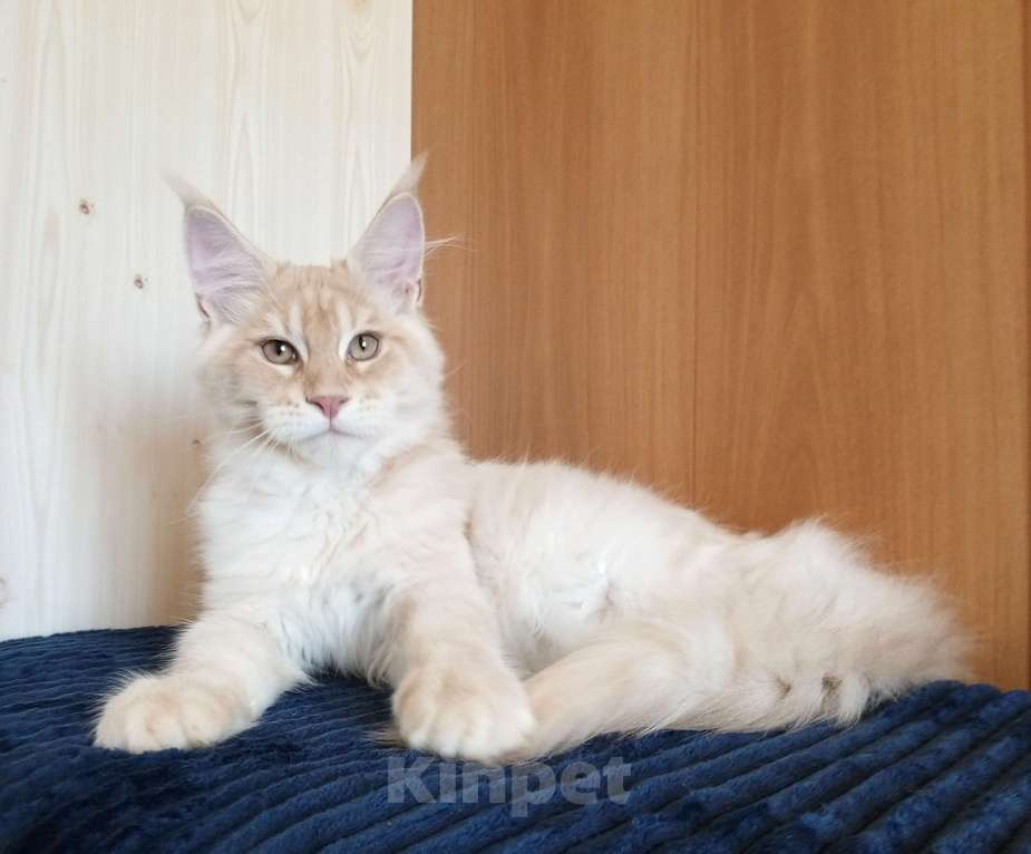 Кошки в Владимире: Sava ( Сава) - кот , мейн-кун , красный серебрянныйный Мальчик, 60 000 руб. - фото 5