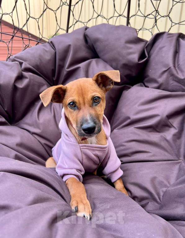 Собаки в Ростове-на-Дону: Тим подарит тебе любовь❤️ Мальчик, Бесплатно - фото 6