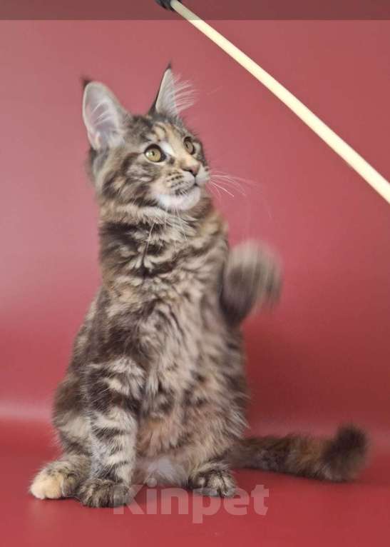 Кошки в Уфе: Девочка мейн-кун 5 мес  Девочка, 40 000 руб. - фото 2