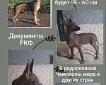 Собаки в Москве: Ксолоитцкуинтли стандарт щенок Мальчик, 65 000 руб. - фото 1