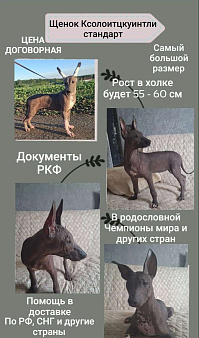 Ксолоитцкуинтли стандарт щенок