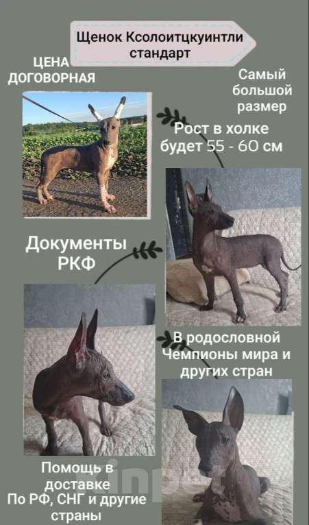 Собаки в Москве: Ксолоитцкуинтли стандарт щенок Мальчик, 65 000 руб. - фото 1