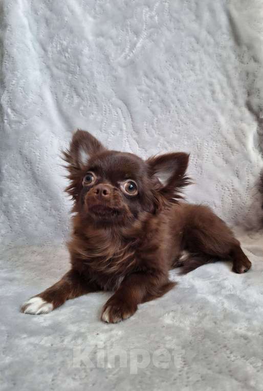 Собаки в Балашихе: Брэм Мальчик, 35 000 руб. - фото 2