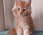 Кошки в Волгограде: Котята мейн-кун Девочка, 35 000 руб. - фото 5