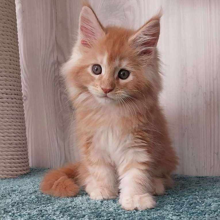 Кошки в Волгограде: Котята мейн-кун Девочка, 35 000 руб. - фото 5
