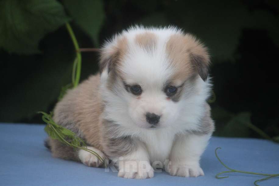 Собаки в других городах Московской области: Гуль-Дара Жемчуг Мальчик, Бесплатно - фото 5