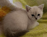 Кошки в Краснодаре: Шотландский прямоухий котёнок Мальчик, 12 000 руб. - фото 4
