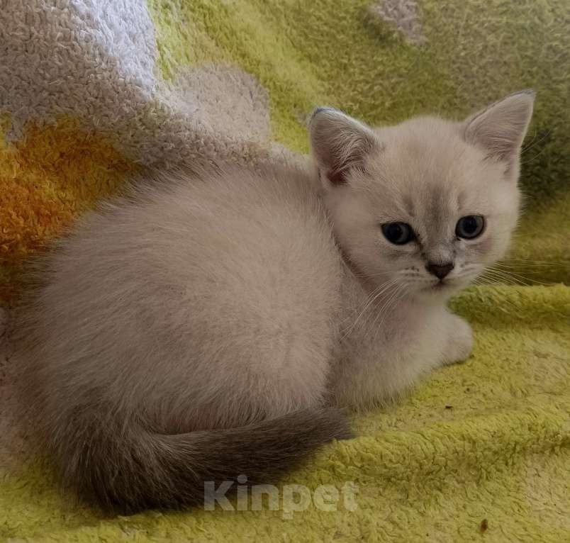 Кошки в Краснодаре: Шотландский прямоухий котёнок Мальчик, 12 000 руб. - фото 4
