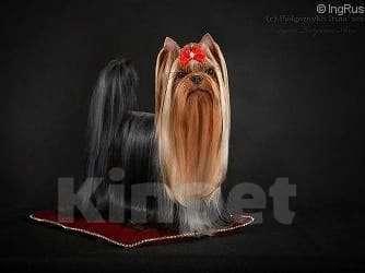 Собаки в Москве: Йорк мальчик Мальчик, 45 000 руб. - фото 6