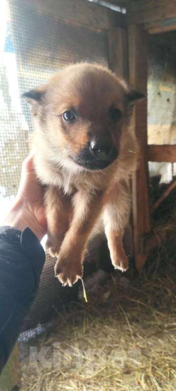 Собаки в других городах Ленинградской области: Стойкий но мягкий Мальчик, Бесплатно - фото 1