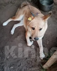 Собаки в Москве: Собака Рыжка ищет  дом Девочка, Бесплатно - фото 6