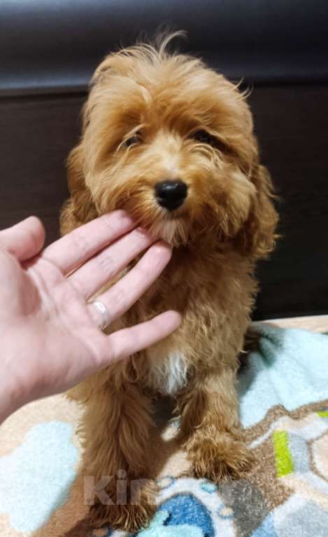 Собаки в Краснодаре: Мальтипу Девочка, 30 000 руб. - фото 1