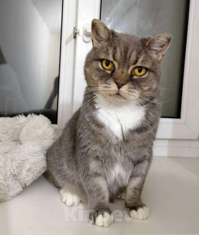 Кошки в Калуге: Очаровательная Бамбина. Кошка в добрые руки. Девочка, Бесплатно - фото 6