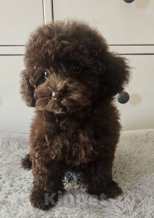 Собаки в Москве: Тина Девочка, 80 000 руб. - фото 4