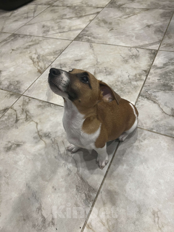 Собаки в Краснодаре: Джек Рассел Девочка Девочка, Бесплатно - фото 3