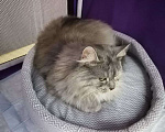 Кошки в Москве: Лара. Космически красивая кошка Девочка, Бесплатно - фото 4