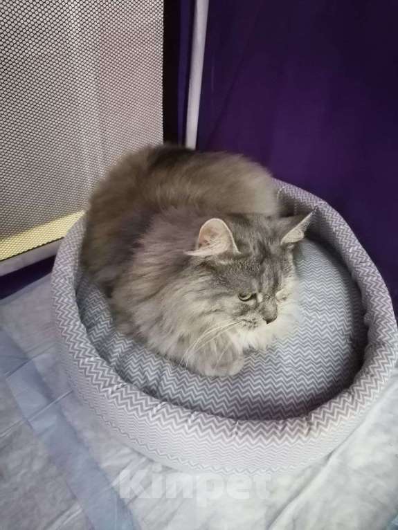 Кошки в Москве: Лара. Космически красивая кошка Девочка, Бесплатно - фото 4