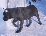 Собаки в других городах Ярославской области: Кане корсо. Мощная девочка. Девочка, 80 000 руб. - фото 10