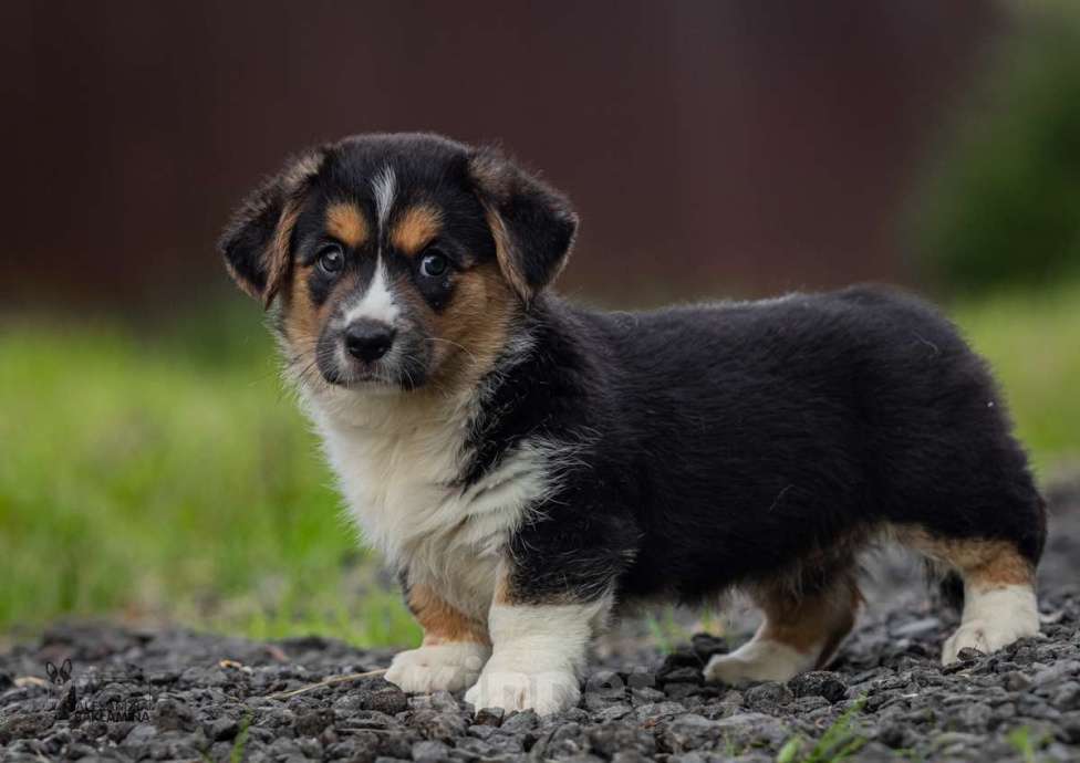Собаки в Москве: Забава Девочка, 50 000 руб. - фото 2