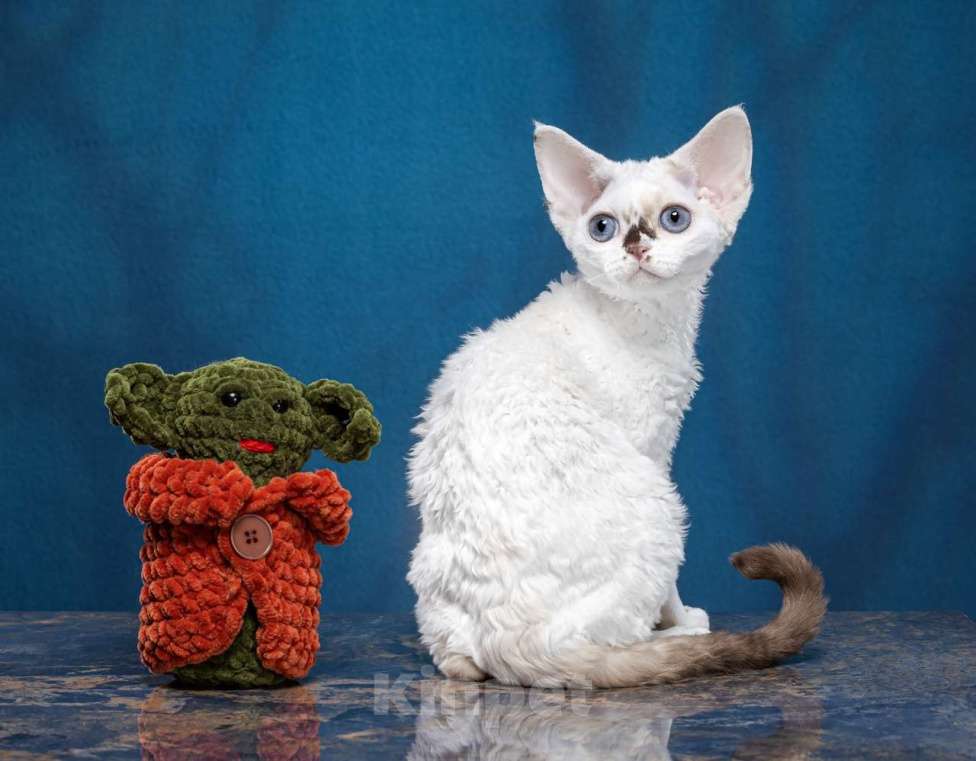 Кошки в Новосибирске: Девочка девон рекс Девочка, 60 000 руб. - фото 4