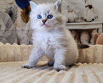 Кошки в других городах Московской области: Девочка Кларисса Девочка, 100 000 руб. - фото 2