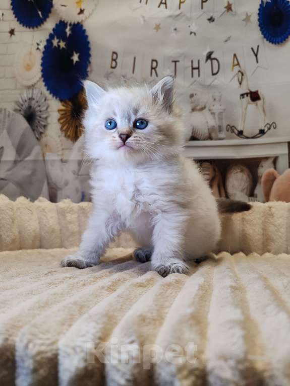 Кошки в других городах Московской области: Девочка Кларисса Девочка, 100 000 руб. - фото 2