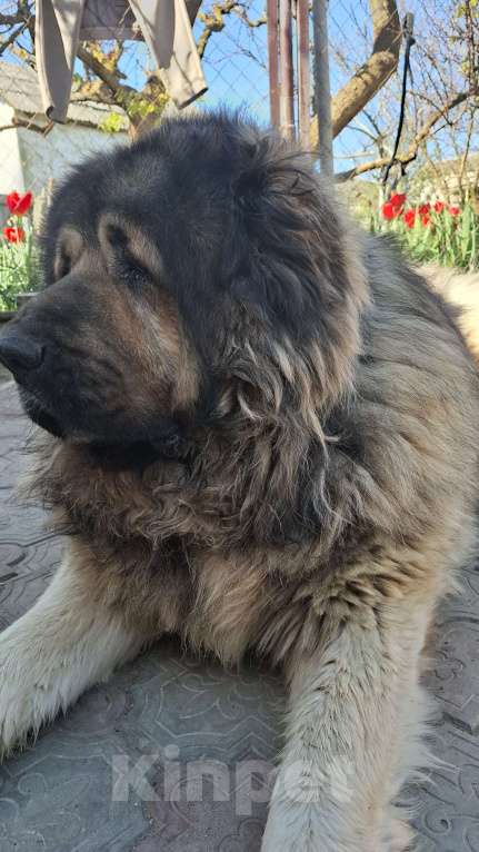 Собаки в Керчи: Щенки кавказской овчарки Мальчик, 30 000 руб. - фото 3