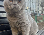 Кошки в Москве: Кот Ричард 6 лет в самые добрые руки!! Мальчик, Бесплатно - фото 2