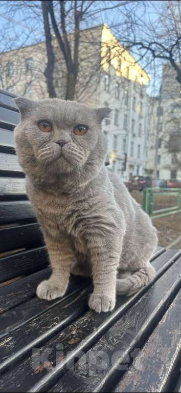 Кошки в Москве: Кот Ричард 6 лет в самые добрые руки!! Мальчик, Бесплатно - фото 2