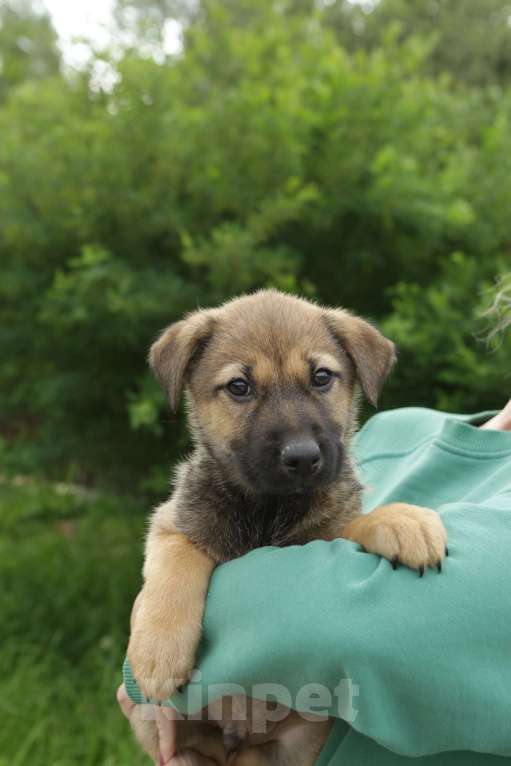 Собаки в Санкт-Петербурге: Отдам щенка бесплатно Мальчик, Бесплатно - фото 2