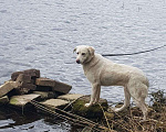 Собаки в Краснодаре: ПОТЕРЯЛАСЬ СОБАКА! БИМ! Мальчик, Бесплатно - фото 1