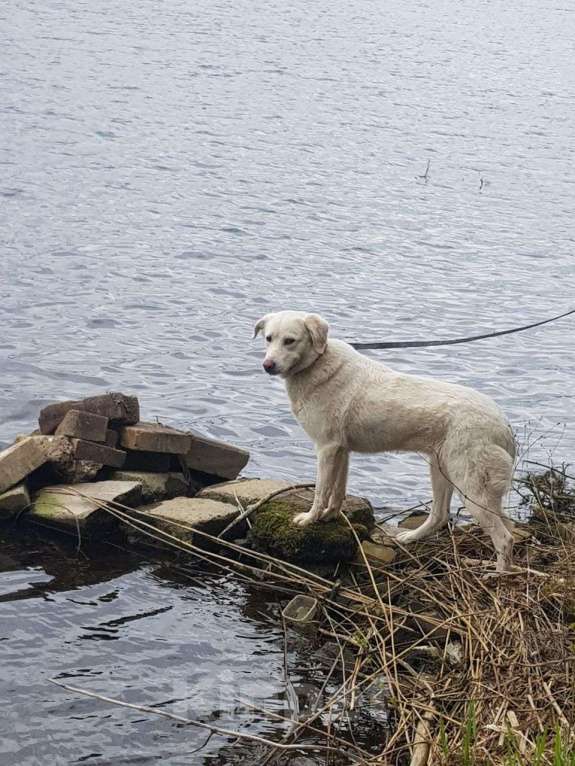 Собаки в Краснодаре: ПОТЕРЯЛАСЬ СОБАКА! БИМ! Мальчик, Бесплатно - фото 1