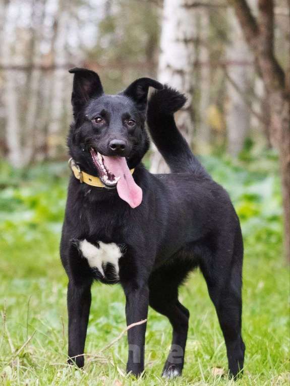 Собаки в Лосином-Петровском: Айна якутенок Девочка, Бесплатно - фото 3