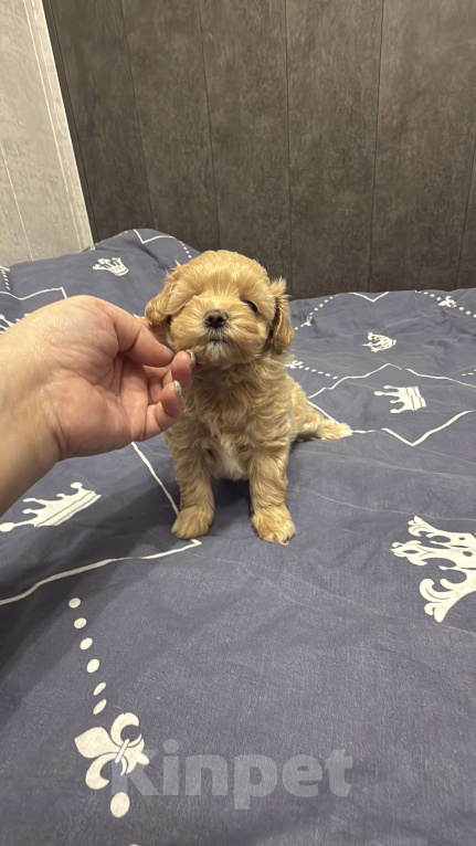 Собаки в Казани: Мальтипу F1 девочки и мальчики  Мальчик, 130 руб. - фото 8