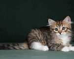 Кошки в Москве: Элитные котята. Питомник. Девочка, 60 000 руб. - фото 2