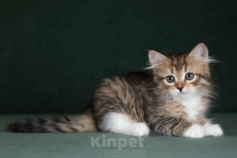 Кошки в Москве: Элитные котята. Питомник. Девочка, 60 000 руб. - фото 2