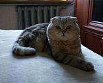 Кошки в Майкопе: Приглашаем на вязку, 10 руб. - фото 1