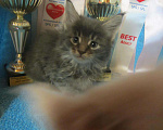 Кошки в Мур: котята мейн кун, 3 000 руб. - фото 3