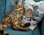Кошки в Екатеринбурге: GRACE EKT"S  RICHARD - бенгальский кот в разведение! Мальчик, Бесплатно - фото 5