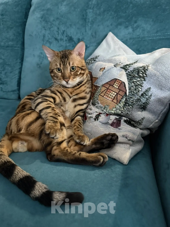 Кошки в Екатеринбурге: GRACE EKT"S  RICHARD - бенгальский кот в разведение! Мальчик, Бесплатно - фото 5