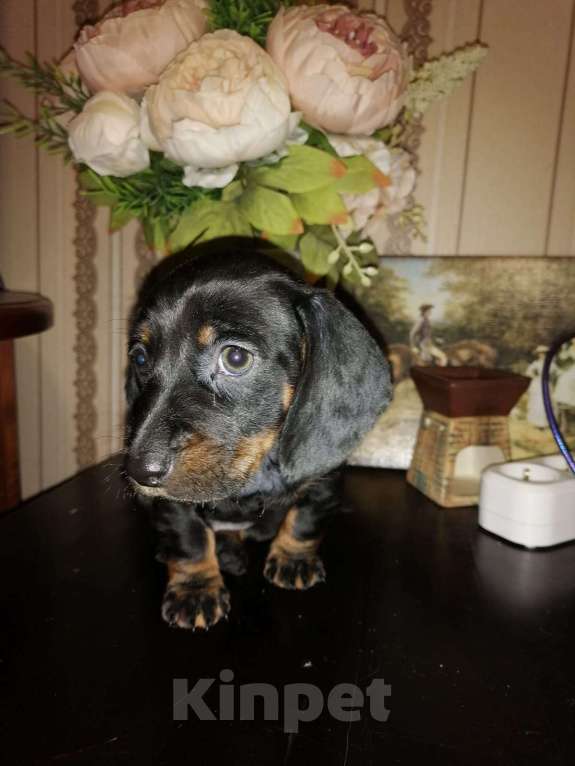 Собаки в Москве: Мини такса  Мальчик, 15 000 руб. - фото 4