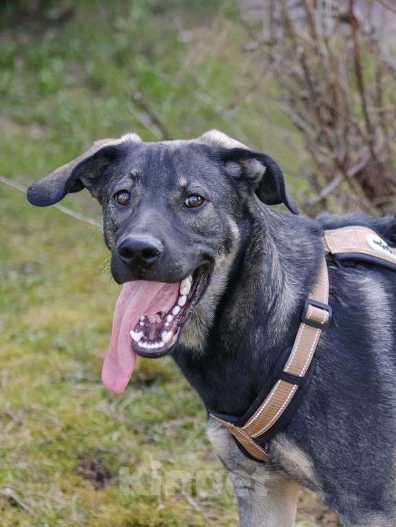 Собаки в Москве: Щенок Кай в добрые руки Мальчик, Бесплатно - фото 7