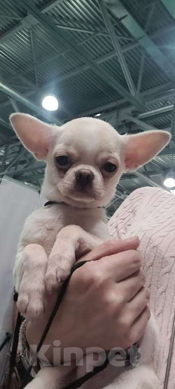 Собаки в Москве: Красивый мальЧиш Мальчик, Бесплатно - фото 2