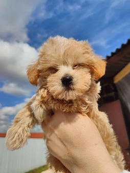 Мальтипу Ф1