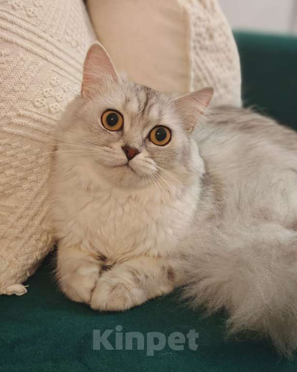 Кошки в Москве: Длинношертсная шотландская кошечка Девочка, 15 000 руб. - фото 3