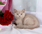 Кошки в Мурином: Британский котенок окраса лиловый черепаховый Девочка, 30 000 руб. - фото 5
